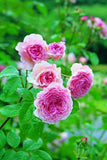 ROSE CLIMBING DAVID AUSTIN JAMES GALWAY BARE ROOT 