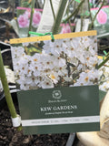 ROSE DAVID AUSTIN KEW GARDENS BARE ROOT