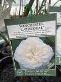 ROSE STANDARD DAVID AUSTIN WINCHESTER CATHEDRAL 3FT BARE ROOT
