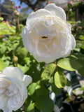 ROSE STANDARD DAVID AUSTIN WINCHESTER CATHEDRAL 3FT BARE ROOT