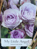 ROSE STANDARD MY LITTLE ANGEL 2FT BARE ROOT