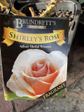ROSE STANDARD SHIRLEY'S ROSE 3FT BARE ROOT 