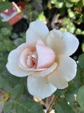ROSE STANDARD SHIRLEY'S ROSE 3FT BARE ROOT 