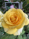 ROSE STANDARD ST PATRICK 3FT BARE ROOT