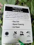 ROSE STANDARD ST PATRICK 3FT BARE ROOT