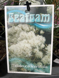 MELALEUCA LINARIFOLIA SEAFOAM 14CM