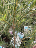 MELALEUCA LINARIFOLIA SEAFOAM 14CM