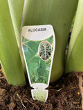 ALOCASIA REGAL SHIELD 30CM