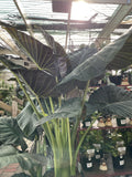 ALOCASIA REGAL SHIELD 30CM