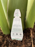 ALOCASIA REGAL SHIELD 30CM