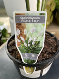 SPATHIPHYLLUM PICASSO 14CM
