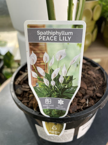 buy picasso peace lily SPATHIPHYLLUM PICASSO 14CM – Poyntons Nursery