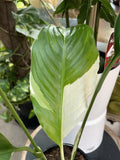 SPATHIPHYLLUM PICASSO 14CM