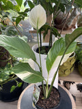 SPATHIPHYLLUM PICASSO 14CM