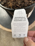 SPATHIPHYLLUM PICASSO 14CM