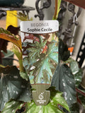 BEGONIA SOPHIE CECILE 18CM