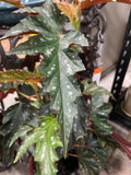 BEGONIA SOPHIE CECILE 18CM