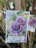 ROSE STANDARD CHARLES DE GAULLE 2FT BARE ROOT