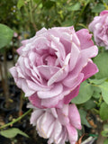 ROSE STANDARD CHARLES DE GAULLE 2FT BARE ROOT