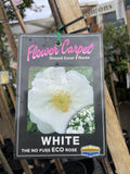 ROSE STANDARD WEEPER FLOWER CARPET WHITE 6FT BARE ROOT