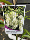 BUCKINGHAMIA CELCISSIMA 20CM