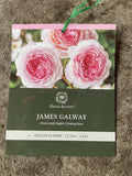 ROSE STANDARD DAVID AUSTIN JAMES GALWAY 3FT BARE ROOT