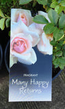 ROSE MANY HAPPY RETURNS BARE ROOT