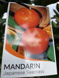 MANDARIN JAPANESE SEEDLESS 40CM