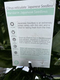 MANDARIN JAPANESE SEEDLESS 40CM