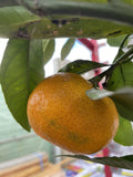MANDARIN JAPANESE SEEDLESS 40CM