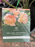 ROSE DAVID AUSTIN THE LARK ASCENDING BARE ROOT