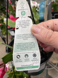 ZYGO CACTUS HANGING BASKET 12CM