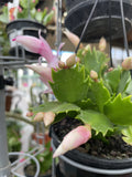 ZYGO CACTUS HANGING BASKET 12CM