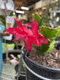 ZYGO CACTUS HANGING BASKET 12CM