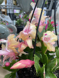 ZYGO CACTUS HANGING BASKET 12CM
