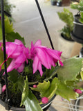 ZYGO CACTUS HANGING BASKET 12CM