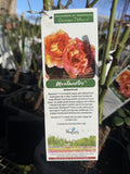 ROSE DELBARD MONMARTRE BARE ROOT