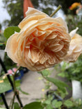 ROSE DAVID AUSTIN CLIMBING CROWN PRINCESS MARGARETA BARE ROOT 