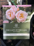 ROSE DAVID AUSTIN CLIMBING THE LADY OF THE LAKE BARE ROOT