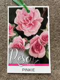 ROSE CLIMBING PINKIE BARE ROOT