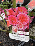 ROSE MANDARIN BARE ROOT