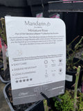 ROSE MANDARIN BARE ROOT