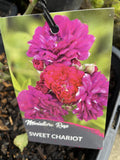 ROSE SWEET CHARIOT BARE ROOT