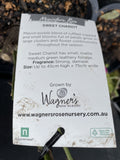 ROSE SWEET CHARIOT BARE ROOT