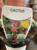 CACTI MIXED 10CM