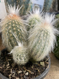 CACTI MIXED 10CM