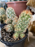 CACTI MIXED 10CM