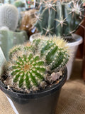 CACTI MIXED 10CM