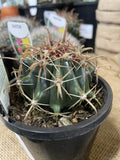 CACTI MIXED 10CM