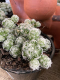 CACTI MIXED 10CM
